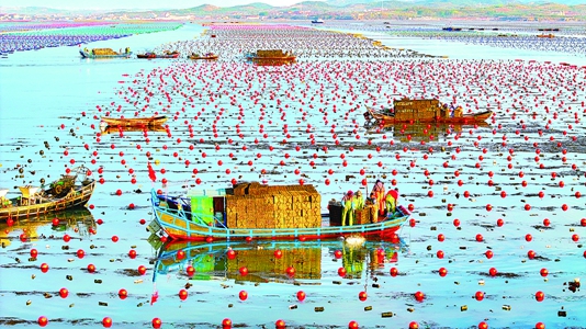 养殖工人在海洋牧场采收鲍鱼